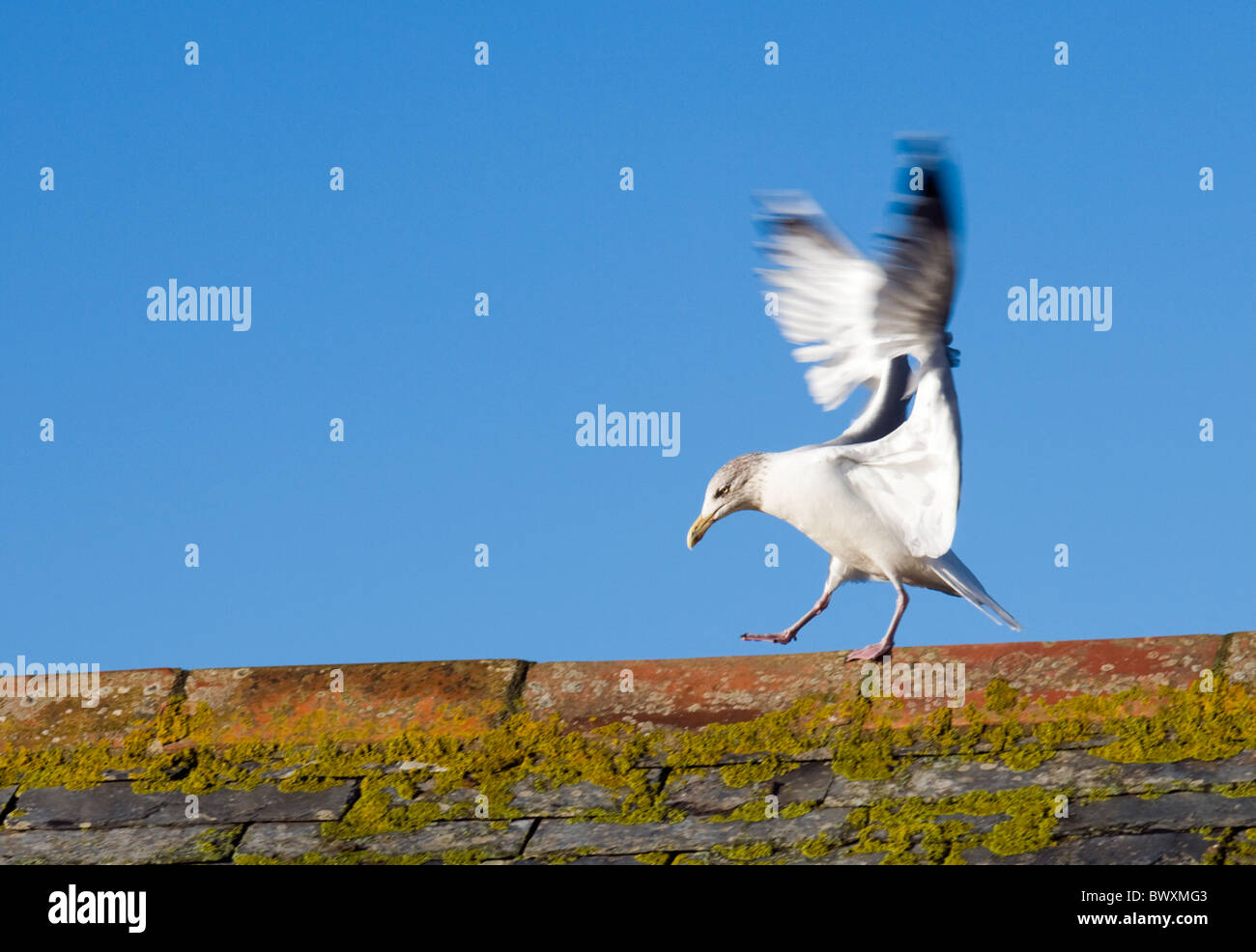 Goéland argenté (Larus argentatus atterrissage sur le toit. UK Banque D'Images