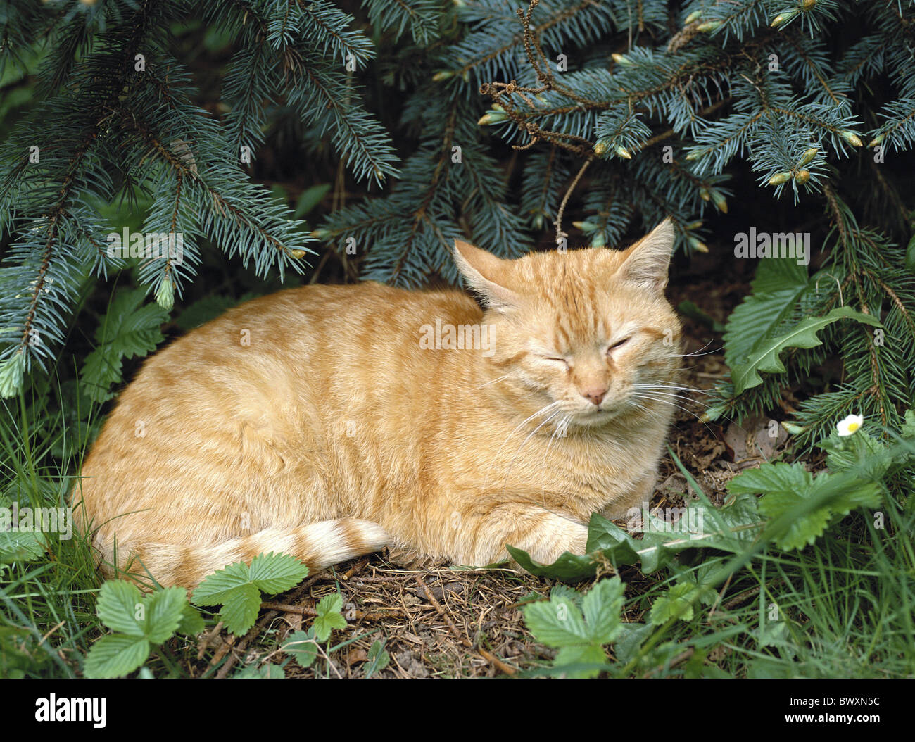 En dehors du chat Chat de maison rouge chat domestique bush stripy rayé arbuste Banque D'Images