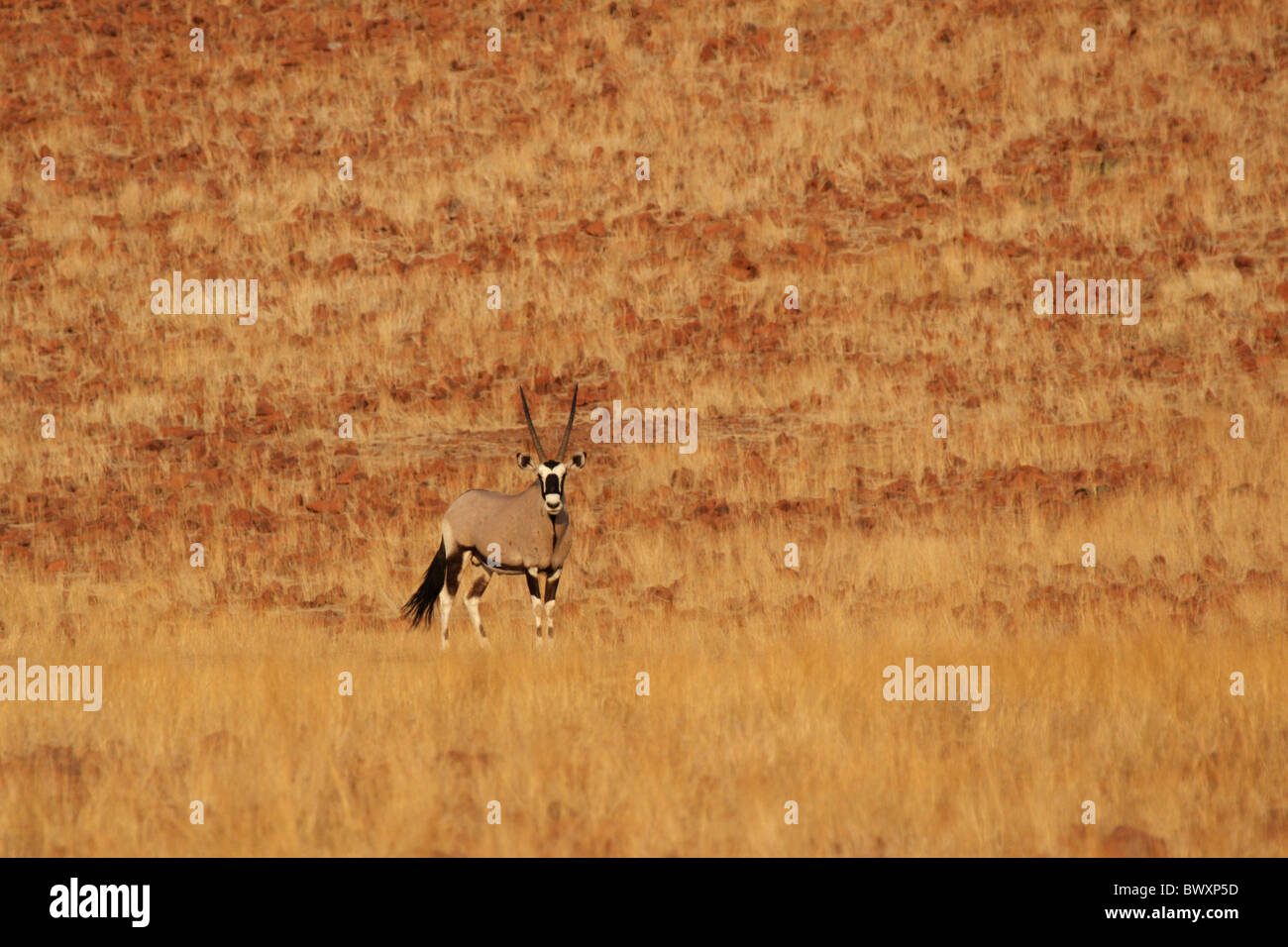 Gemsbok (Oryx gazella) dans le nord de la Namibie Banque D'Images