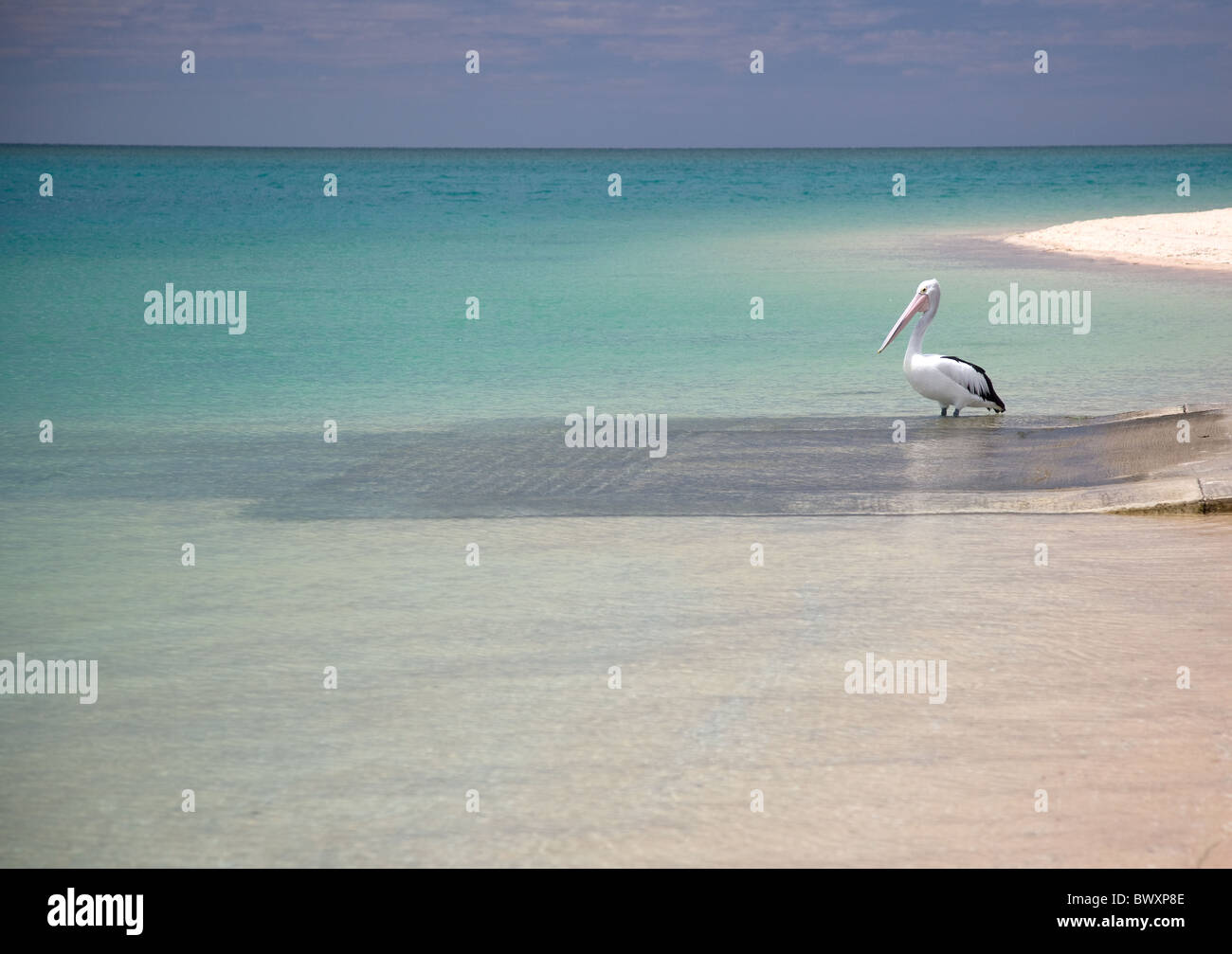 Australian pelican Pelecanus conspicillatus sur une jetée à Monkey Mia par les eaux turquoise de la baie Shark en Australie occidentale Banque D'Images