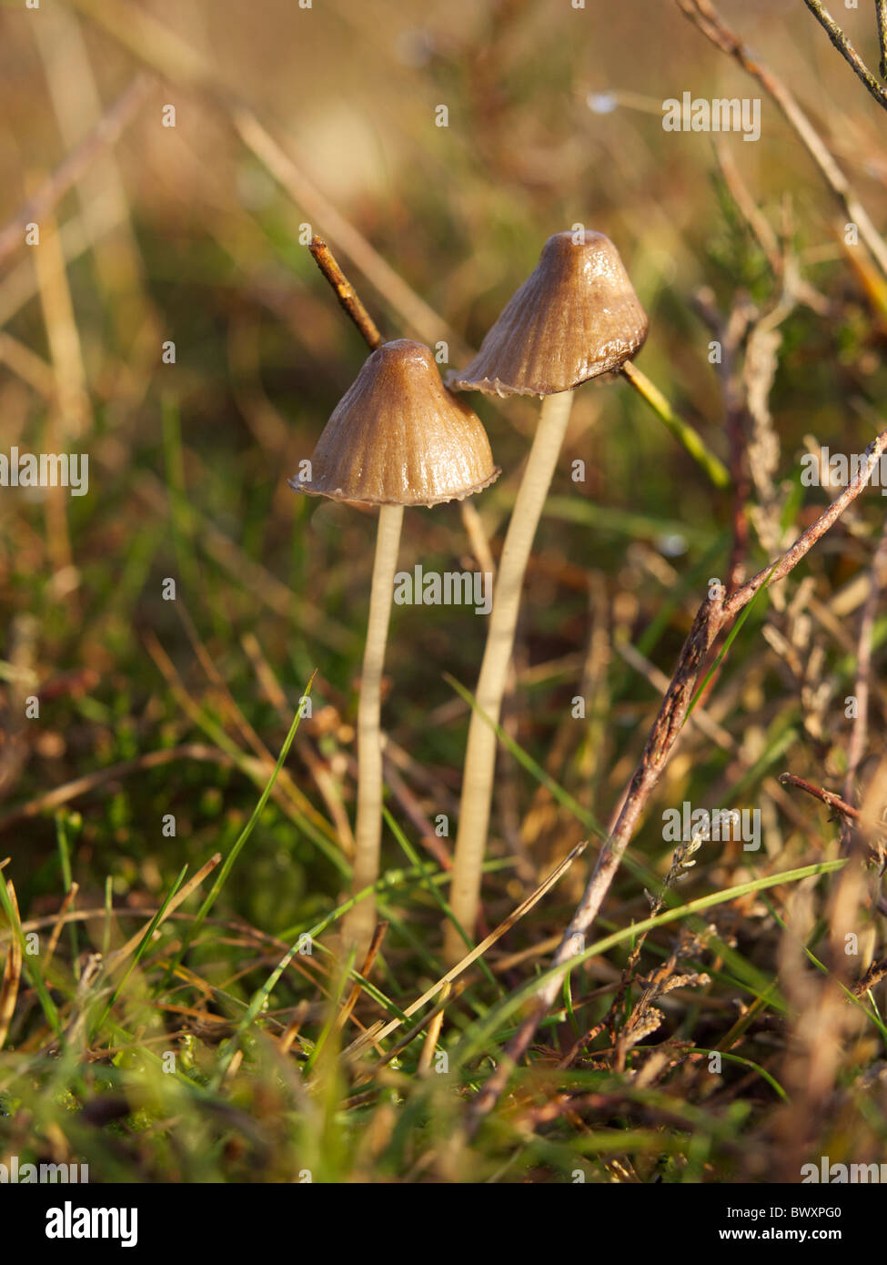 Deux petits champignons bruns avec des tiges très fines à Dorst, Noord Brabant aux Pays-Bas, ils sont à environ 5cm de hauteur. Banque D'Images