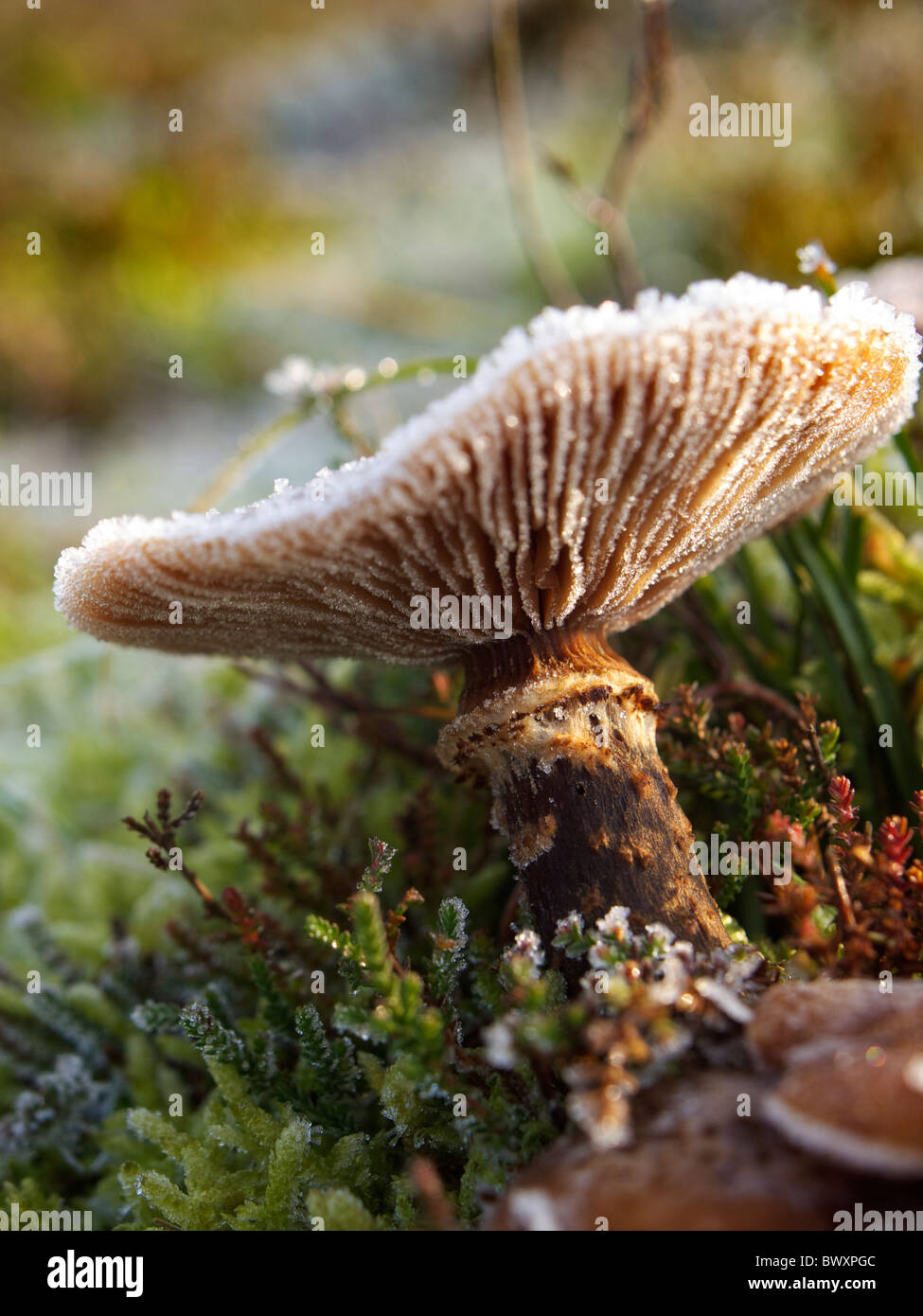 Mushroom en hiver avec des cristaux de glace, Dorst, Noord Brabant, Pays-Bas Banque D'Images