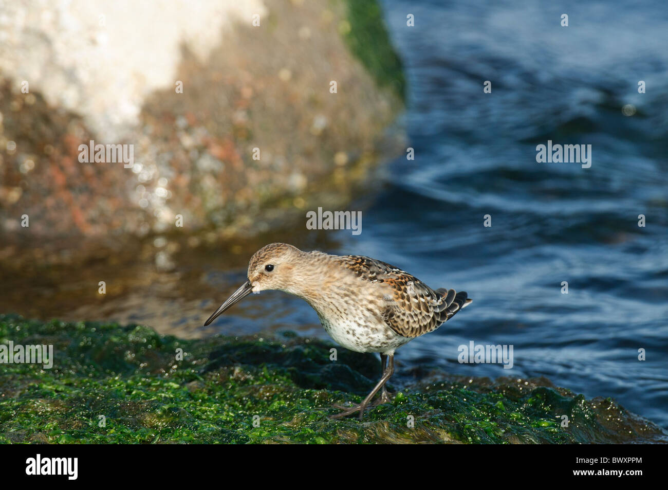 Le bécasseau variable Calidris alpina se nourrir Banque D'Images