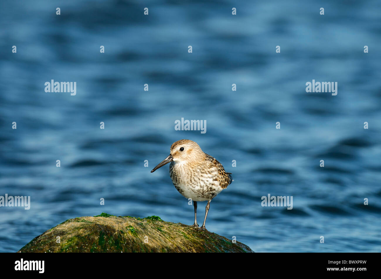 Le bécasseau variable Calidris alpina reposant sur un rocher Banque D'Images