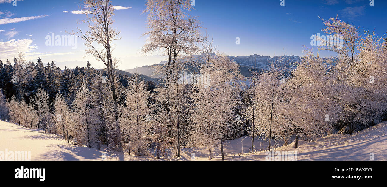 Les arbres des forêts de bois d'hiver neige paysage lumière arrière Europe Suisse Appenzell Alpstein Gabris Santis Banque D'Images