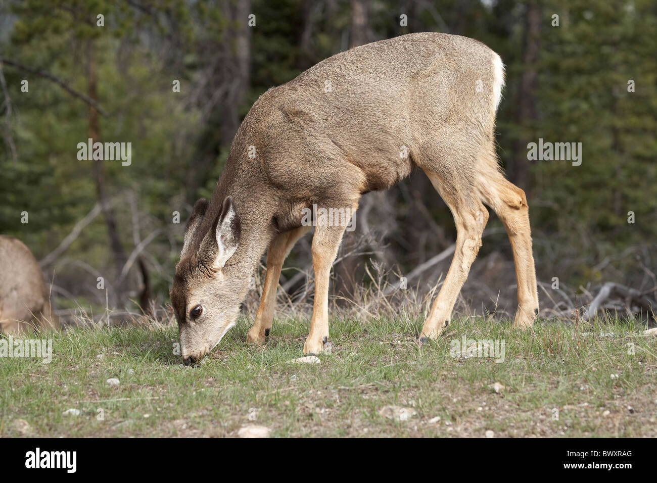 Le Cerf mulet (Odocoileus hemionus) fauve, Jasper National Park, Alberta, Canada Banque D'Images