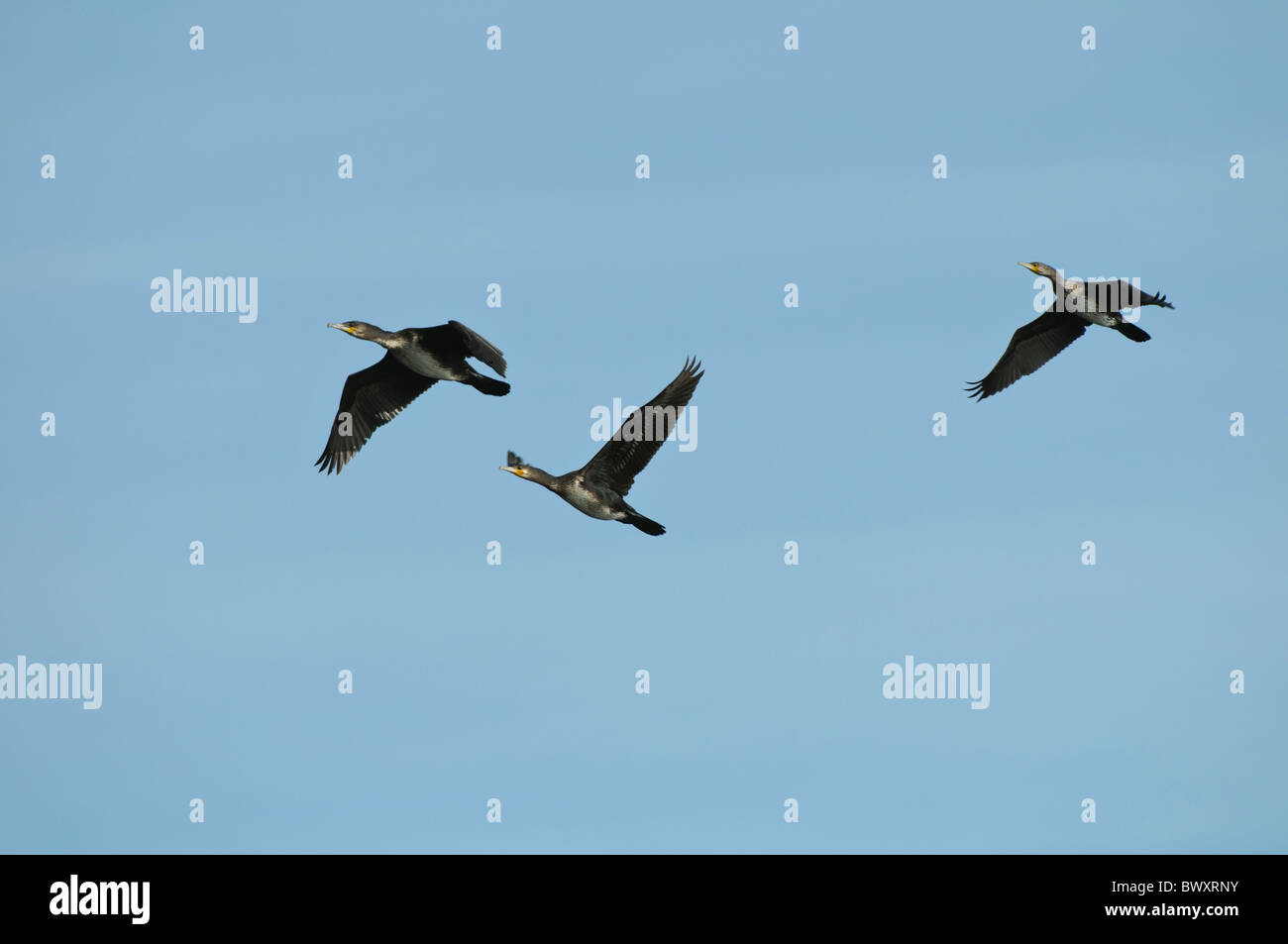 Grand cormoran Phalacrocorax carbo en vol Banque D'Images