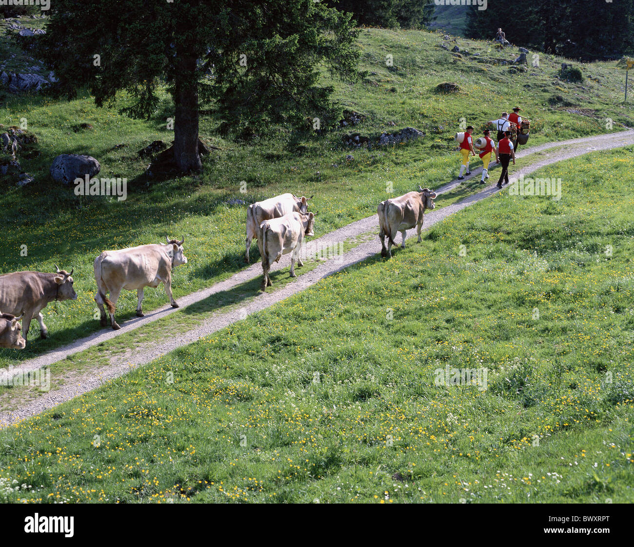 La tradition du folklore alpages alp ascenseur Appenzell lieu vaches agriculteurs promotion modèle ne libération sw Banque D'Images