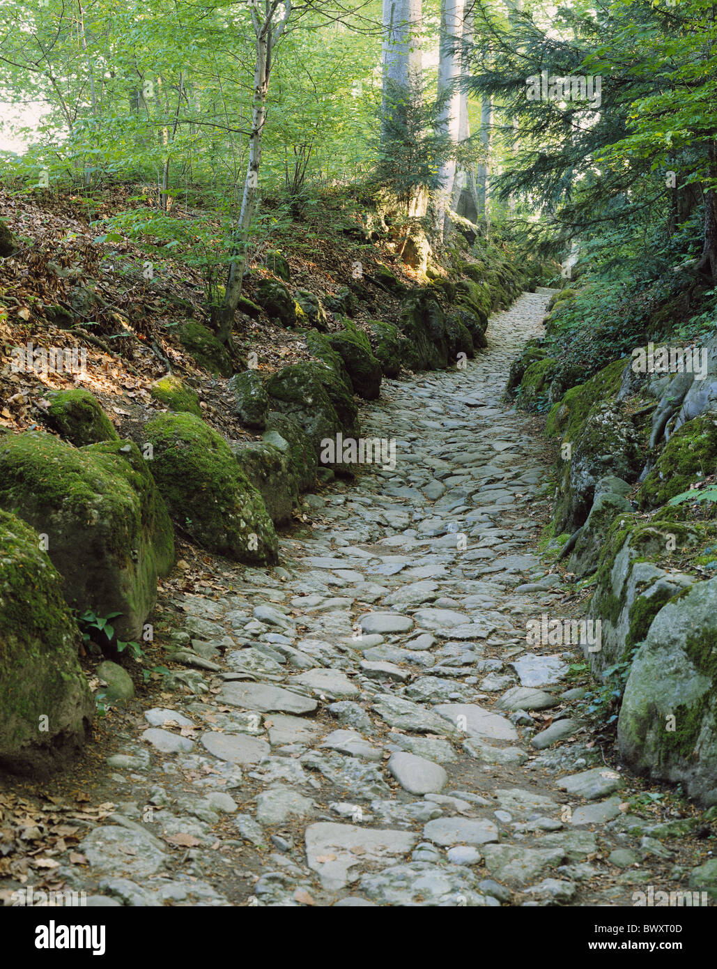 Suisse Europe Schwyz hollow lane historical place landvogt Gessler forest road Banque D'Images