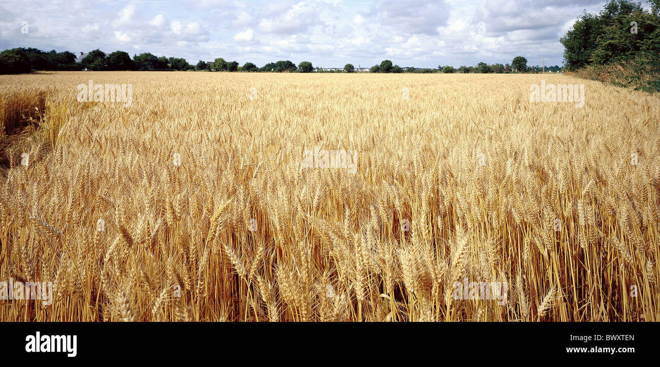 La flambée de champ champ de céréales de l'agriculture météo nuages arbres paysage grain Banque D'Images