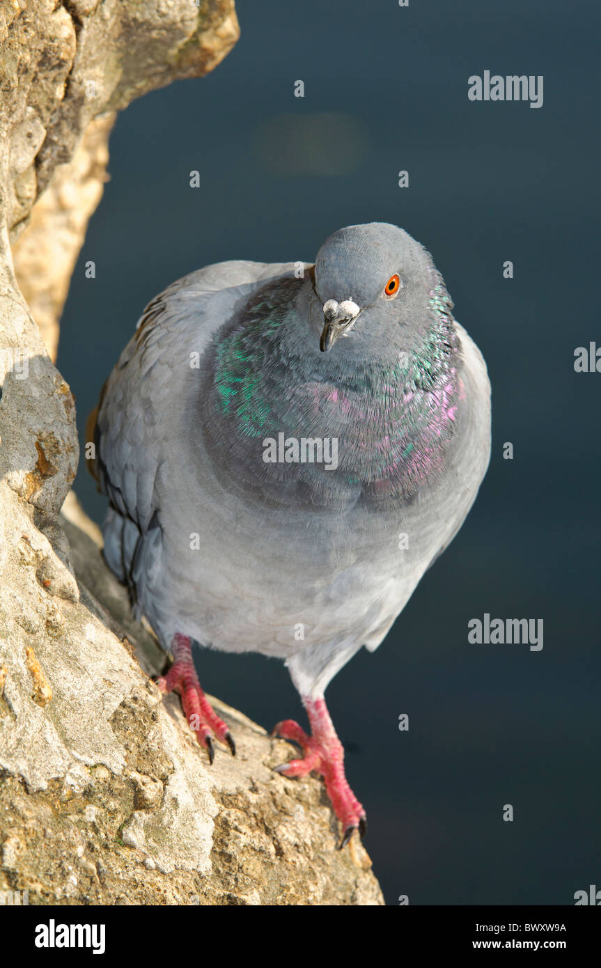 Pigeon biset Columba livia sur une falaise Banque D'Images