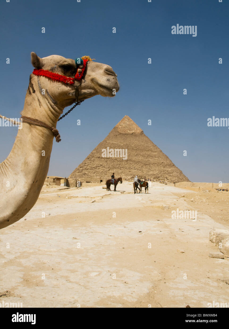 Dans le désert à dos de chameau les grandes pyramides de Gizeh au Caire Egypte Banque D'Images