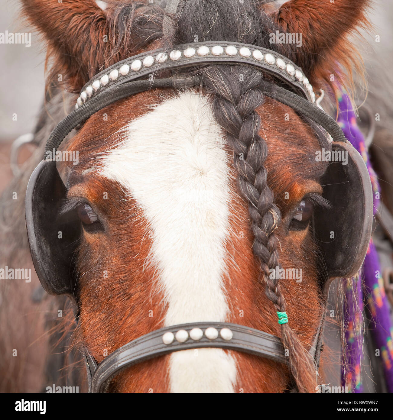Portrait d'un cheval avec la crinière tressée Clydesdale, vêtu de faisceau électrique Banque D'Images