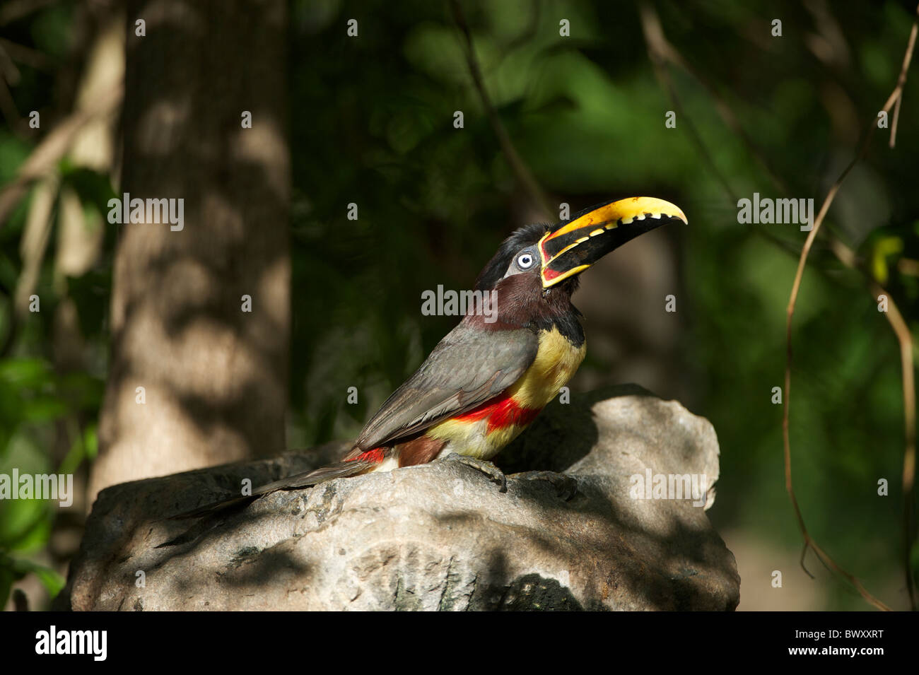 (Pteroglossus Aracari Hibou marron castanotis), le Pantanal, Mato Grosso, Brésil Banque D'Images