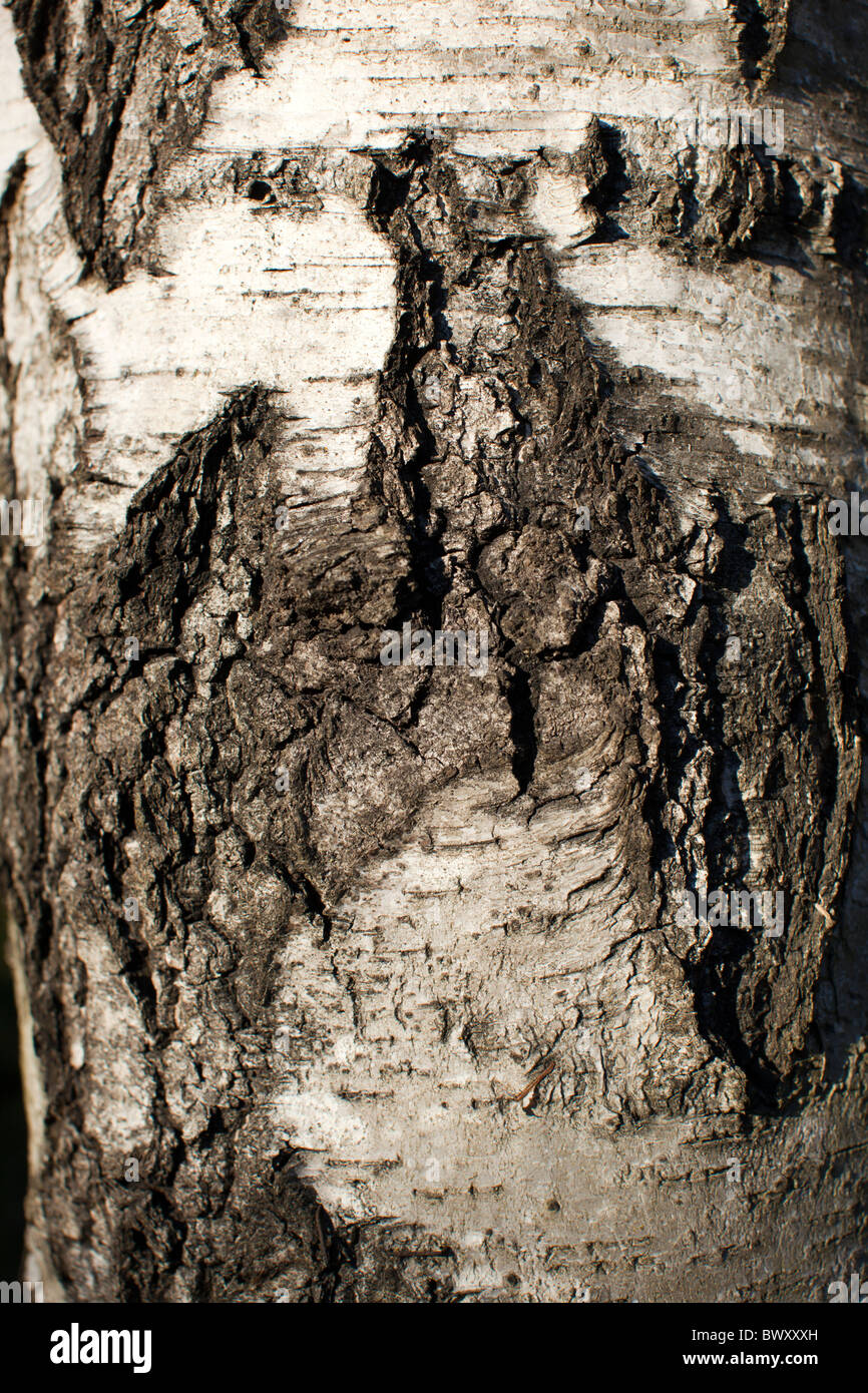 Bouleau blanc européen, Vårtbjörk (Betula pendula) Banque D'Images