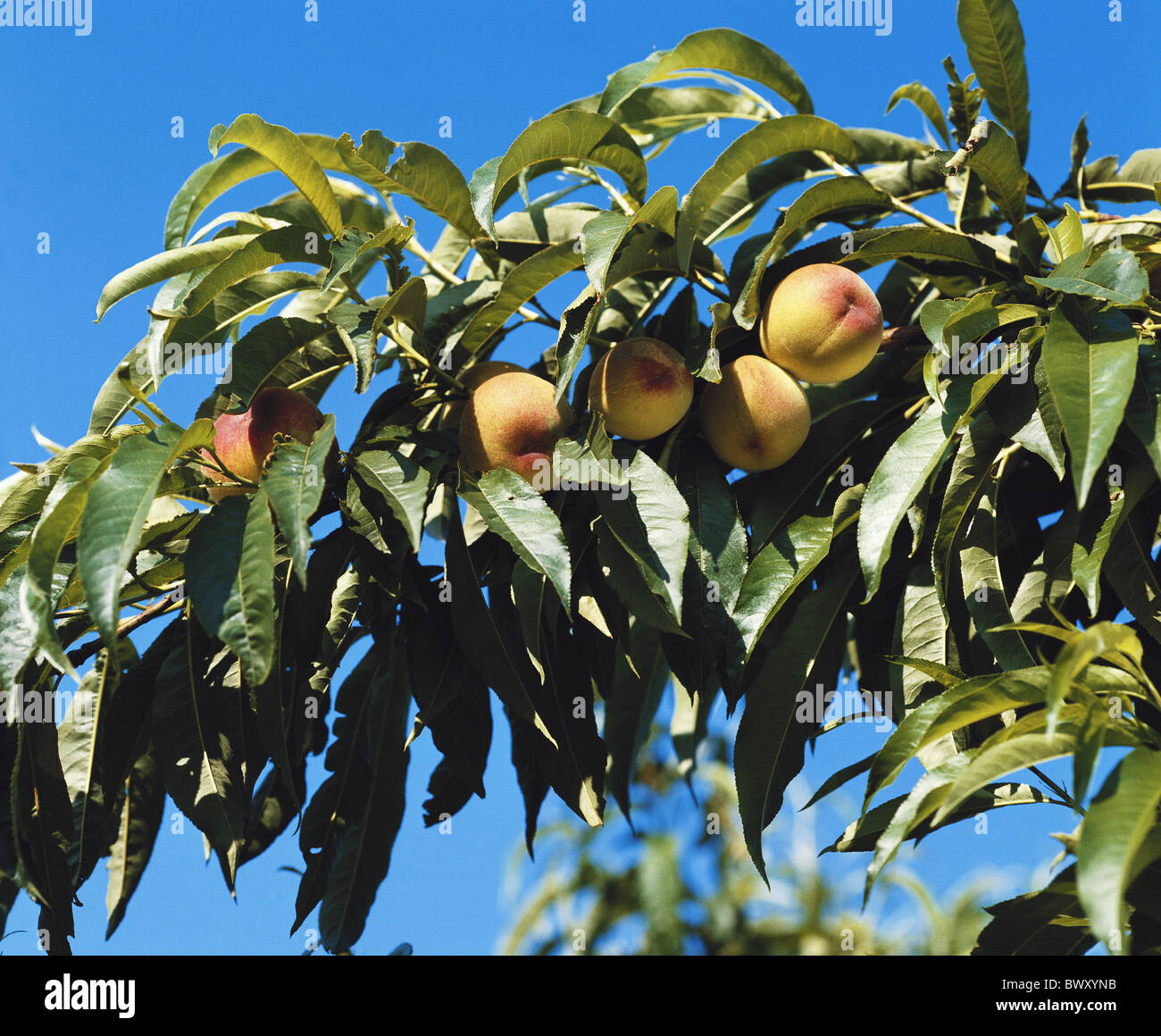 La direction générale des pêches fruits feuilles mûres Camargue France Europe nectarines branches Banque D'Images