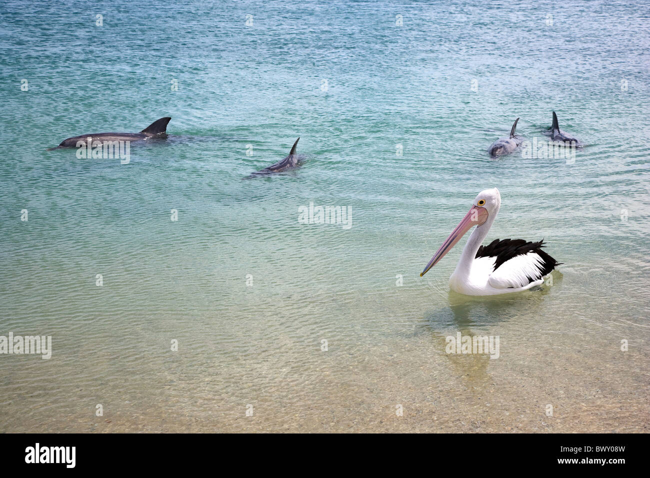 Bouteille nosed dolphins Tursiops truncatus près de la plage de Monkey Mia l'ouest de l'Australie au-delà de l'Australian Pelican Banque D'Images