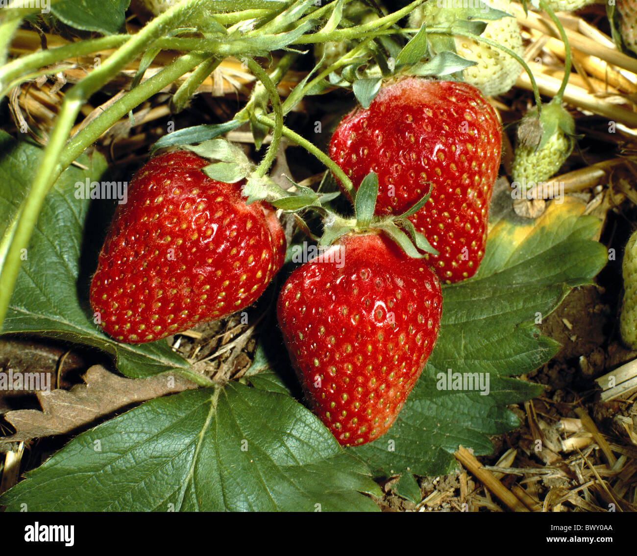 Les fraises fruits plante mûre Nourriture Nourriture manger Banque D'Images