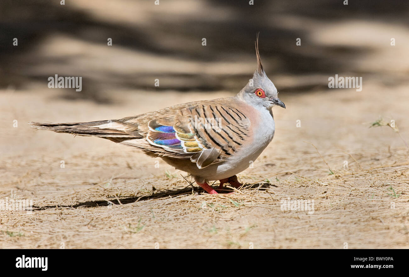 Le Crested Pigeon Ocyphaps lophotes colorés est endémique à l'Australie Banque D'Images