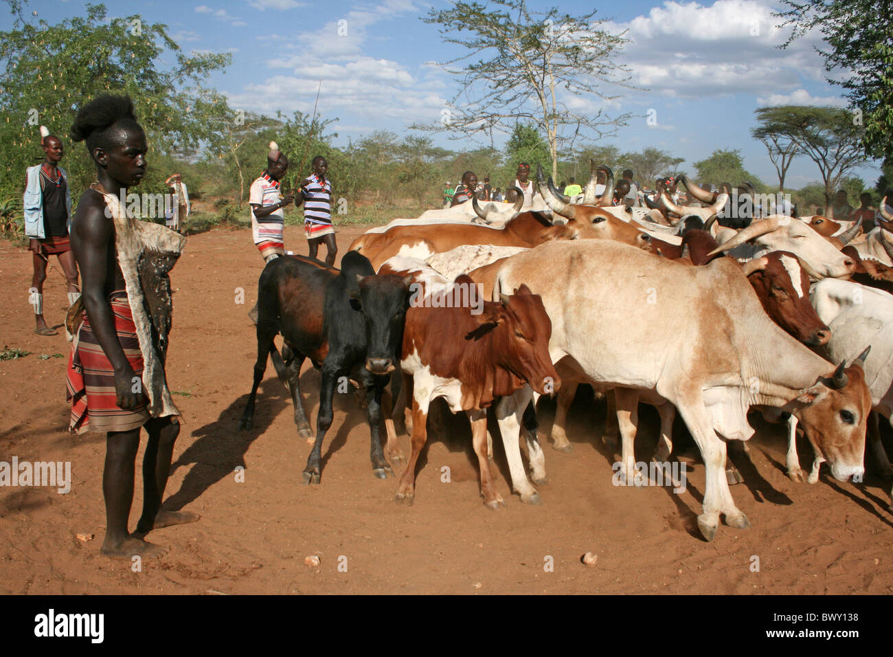 Hamer Tribesman donne sur les Bulls après son Bull-saut Initiation, vallée de l'Omo, Ethiopie Banque D'Images