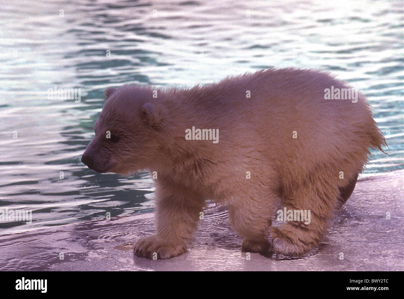 Animal animaux nouveaux ours ours polaire Thalarctos maritimus Ursus zoo des animaux jeunes Les jeunes de l'eau Banque D'Images