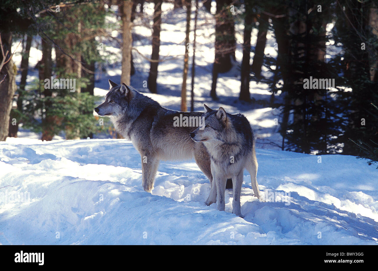 Amos animal animaux Canada Amérique du Nord Canis lupus Québec neige Refuge Pageau standin Banque D'Images