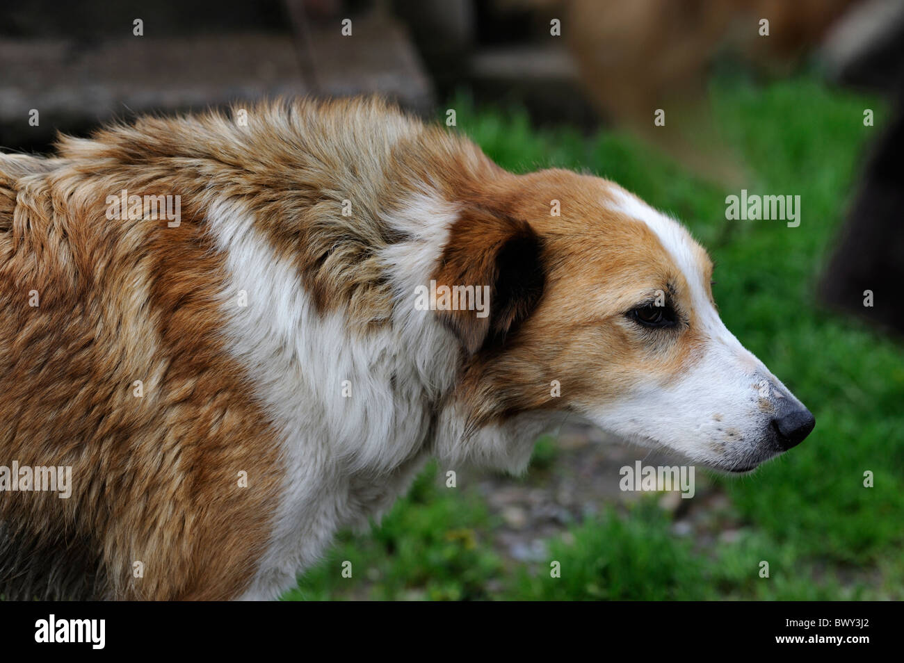 Border Collie chien de basse-cour, du Yorkshire, Royaume-Uni. Banque D'Images