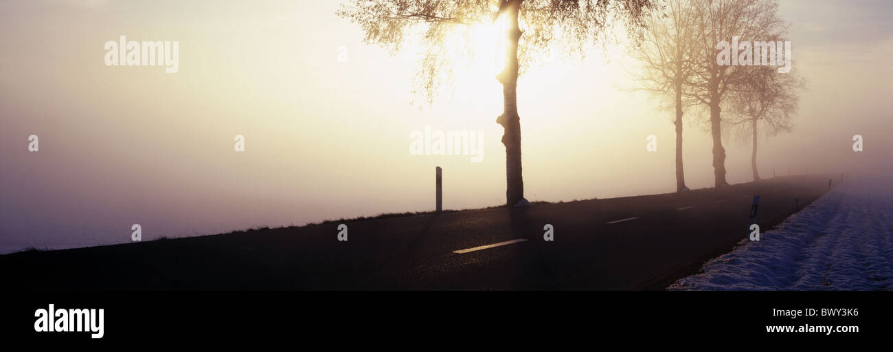 L'humeur d'hiver arbres paysage lumière arrière country road street Suisse Europe neige brouillard d'hiver de l'humeur Banque D'Images