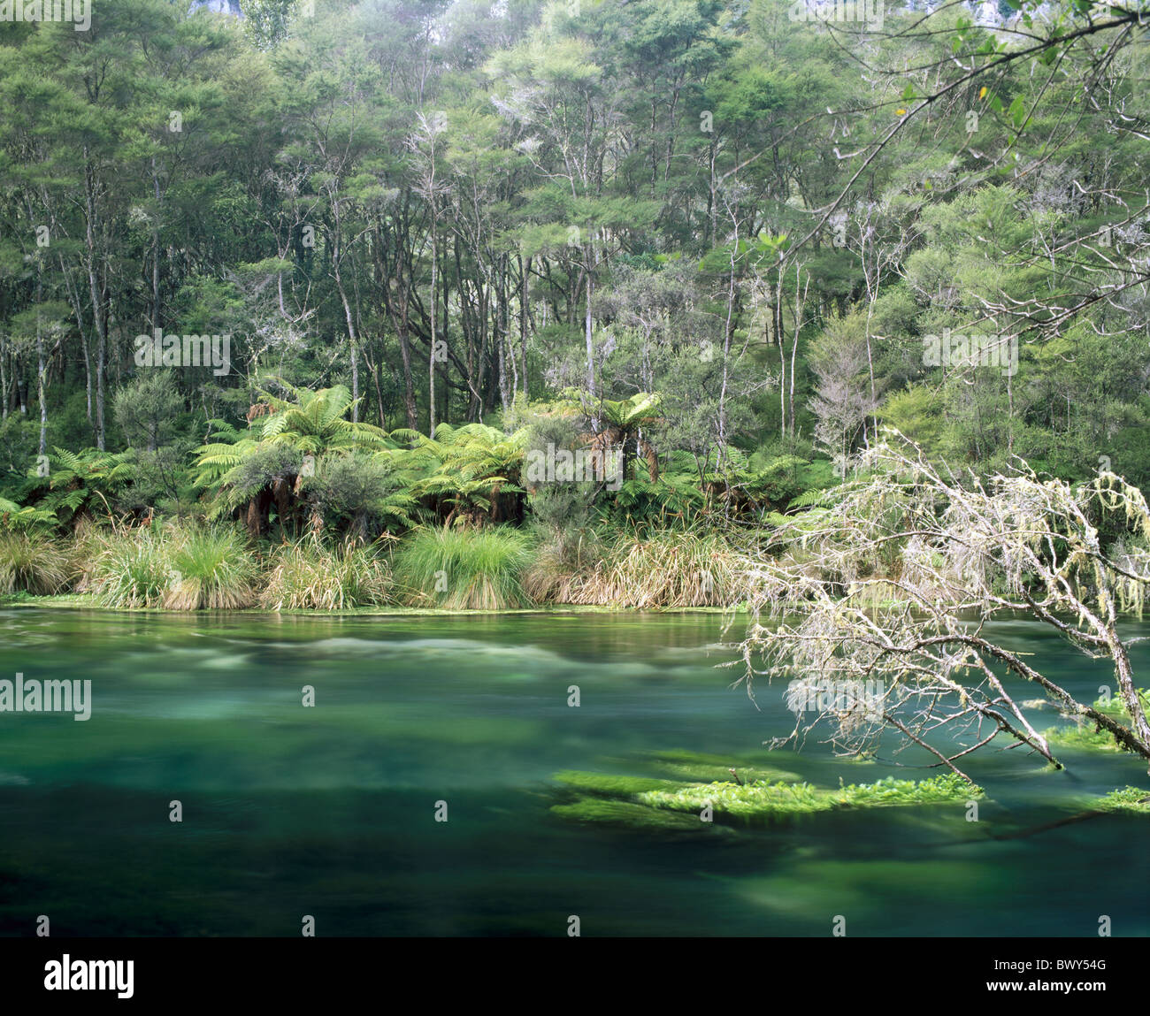 Près de la rivière Kawerau New Zealand North Island rain forest Tarawera River Banque D'Images