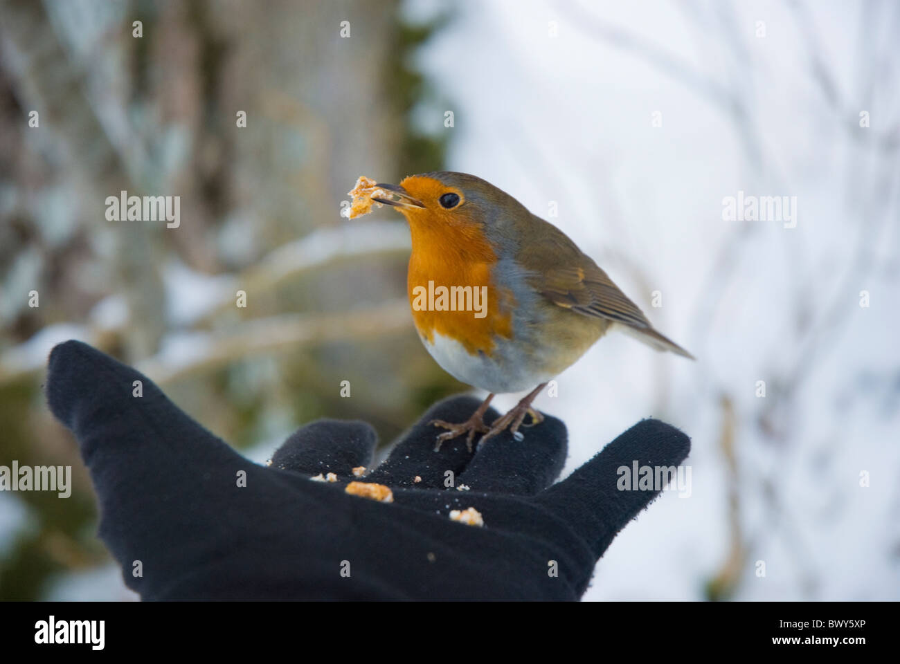 Robin miettes de manger une main gantée en hiver woodland, Cumbria, Lake District Banque D'Images
