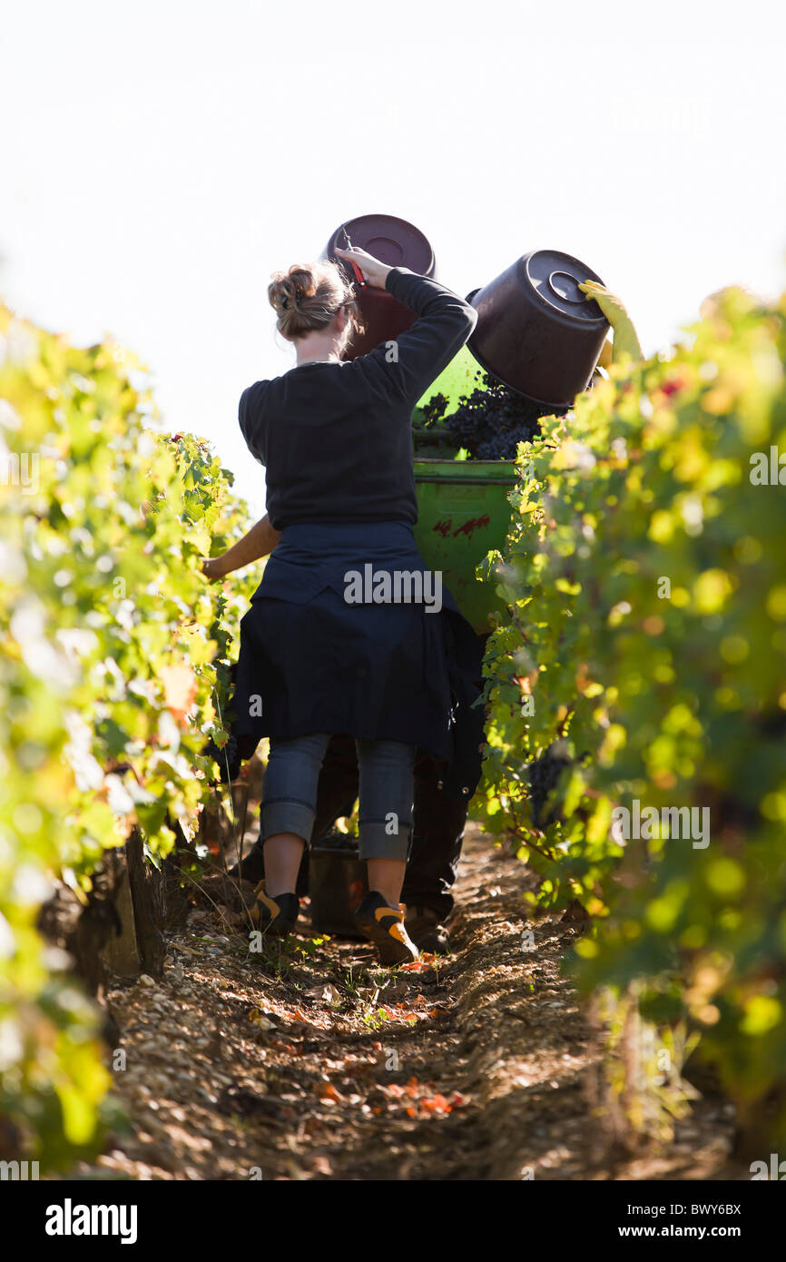 Vendanges, Château Lynch-Bages, Pauillac, Bordeaux, Gironde, Aquitaine, France Banque D'Images