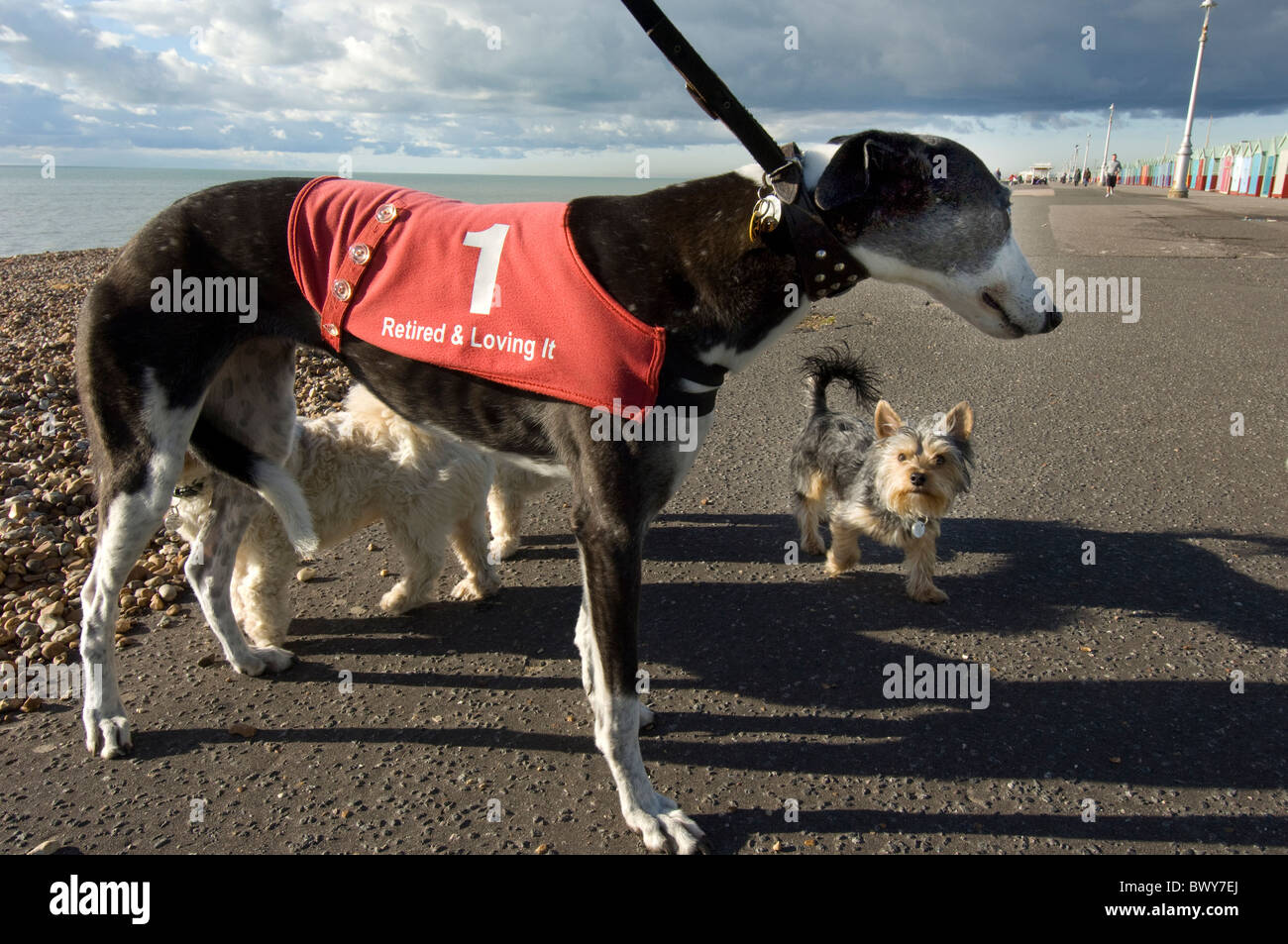 Un lévrier et un Terrier West Highland, lors d'une promenade sur le front de mer de Brighton Banque D'Images