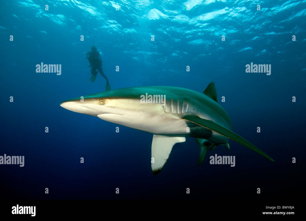 Requin soyeux- Carcharhinus falciformis- Banque D'Images