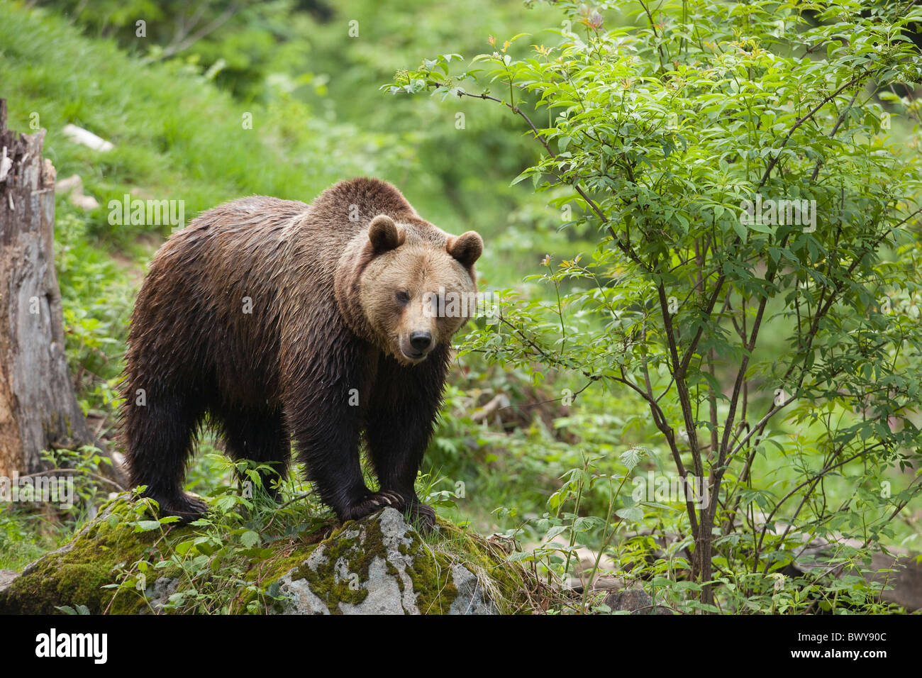 L'ours brun, le Parc National de la forêt bavaroise, Bavière, Allemagne Banque D'Images