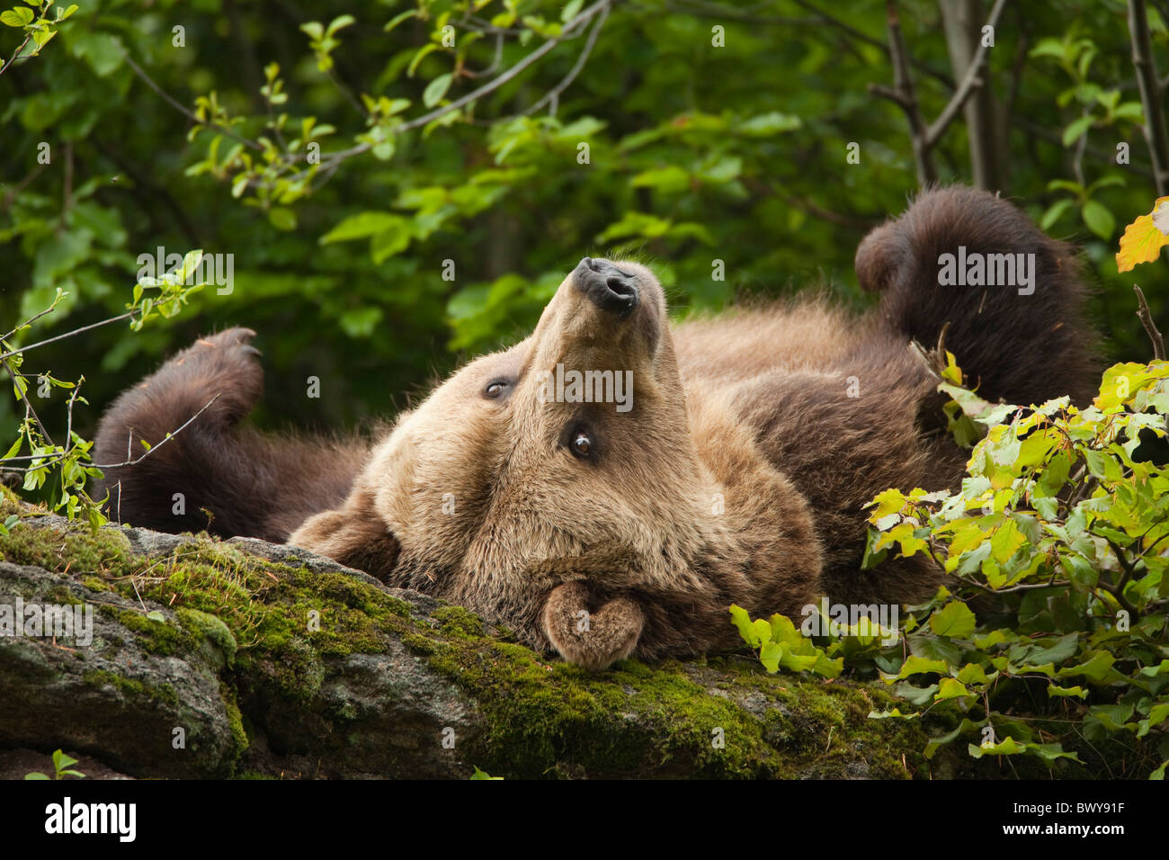 Femelle Ours brun couché sur le Rock, le Parc National de la forêt bavaroise, Bavière, Allemagne Banque D'Images