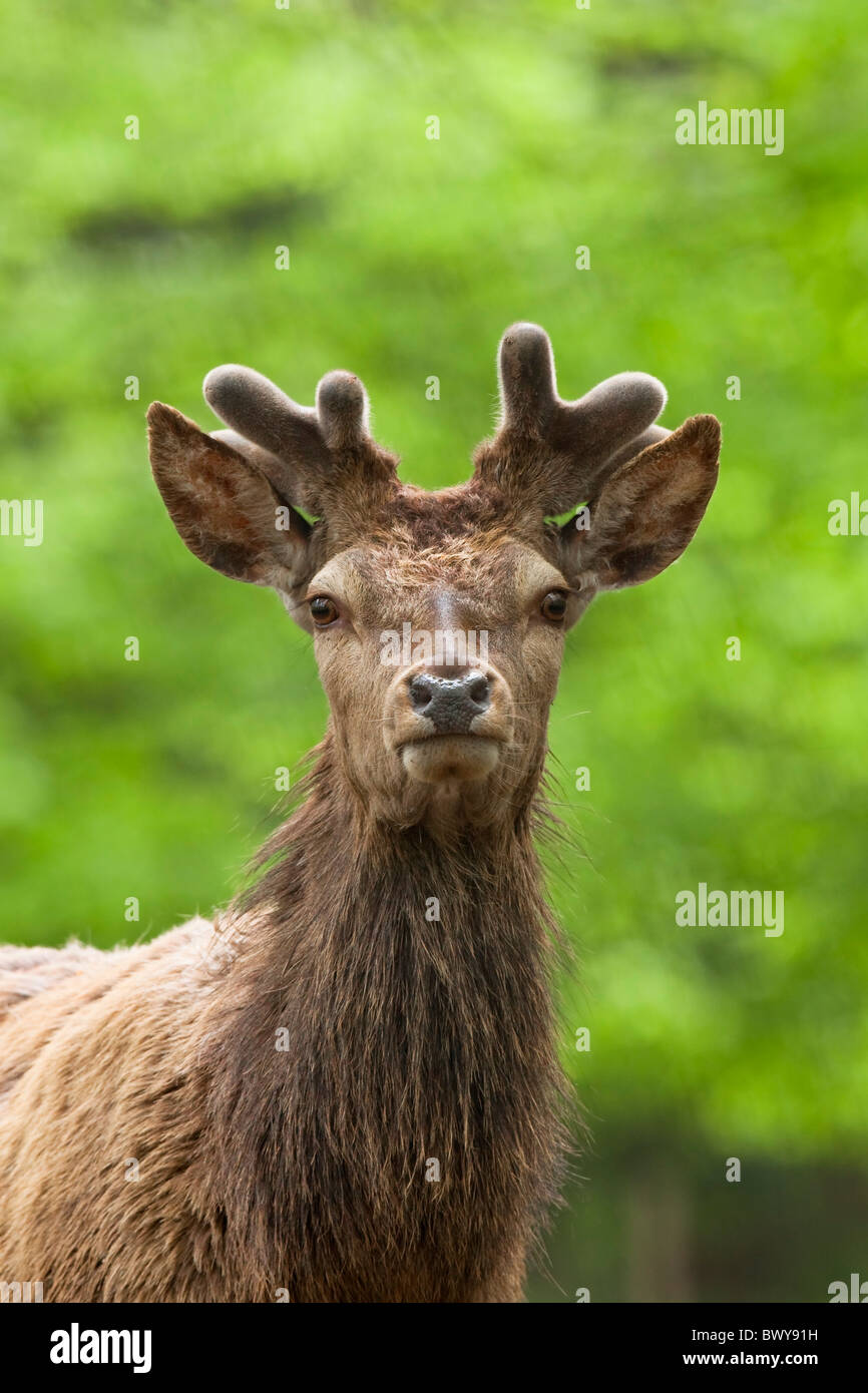 Portrait de Red Deer, Allemagne Banque D'Images
