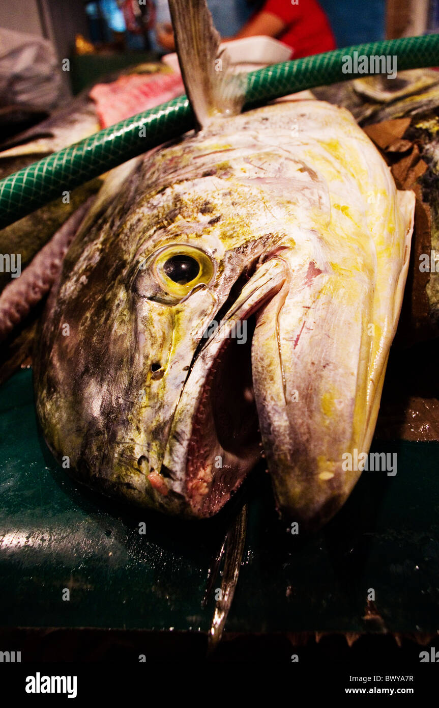 Une grosse tête de poisson mahi mahi en marché, philippines Banque D'Images