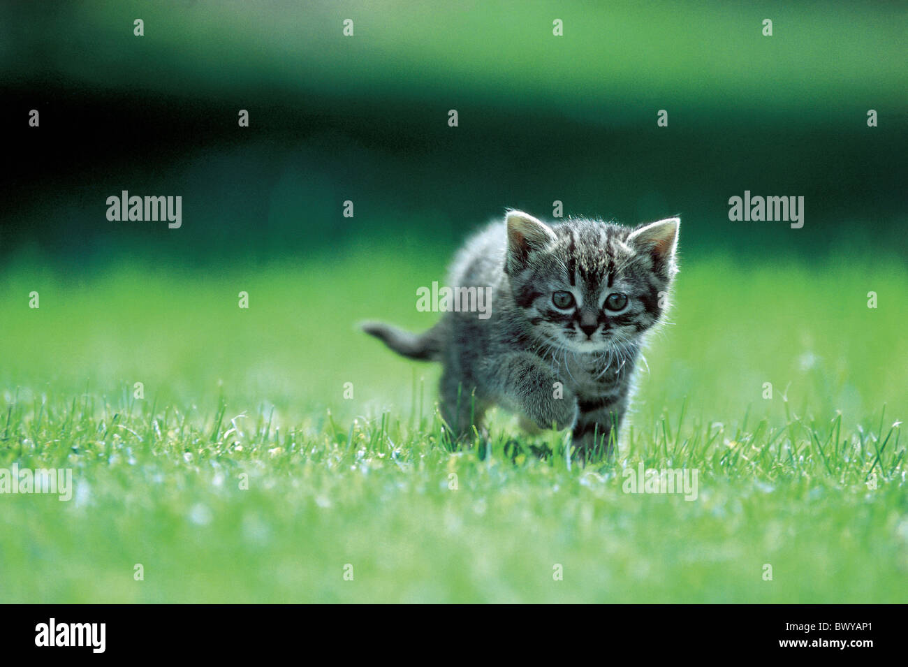 Animal animaux chat chaton lawn meadow nouvelle stripy jeune jeune animal Banque D'Images