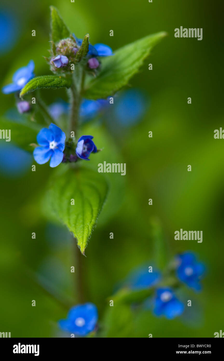 Les petites fleurs bleues de Brunnera macrophylla - faux forget-me-not ou Vipérine commune de Sibérie Banque D'Images