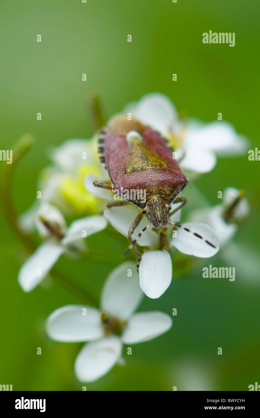 Une image en gros plan d'un bouclier brun Bug - Halyomorpha halys Banque D'Images