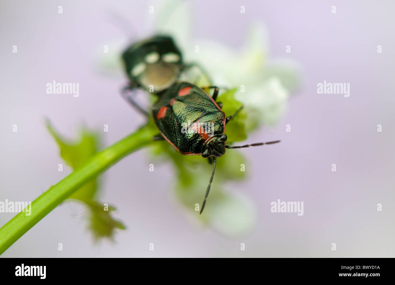 Une image en gros plan d'accouplement noir Bugs - Halyomorpha halys Banque D'Images