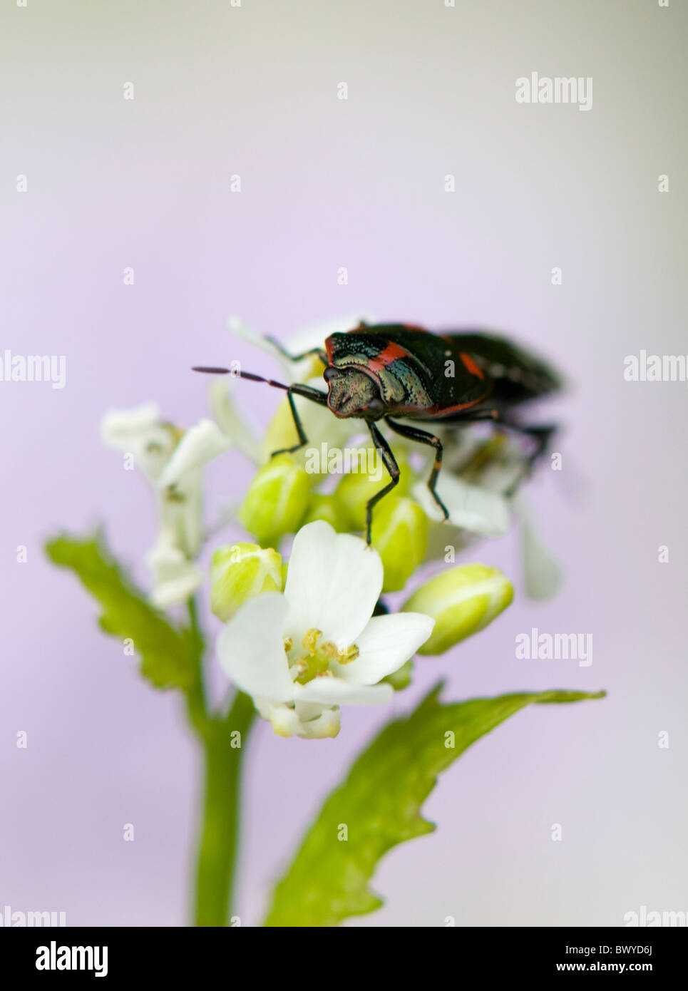 Une image en gros plan d'accouplement - Bouclier Bugs Halyomorpha halys Banque D'Images