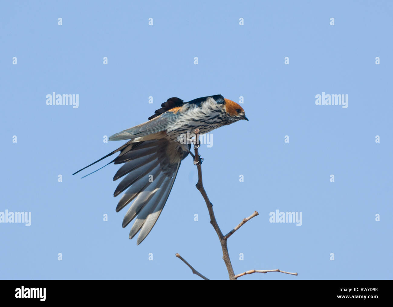 Moindre Striped Swallow (Hirundo abyssinica), Kruger National Park, Afrique du Sud Banque D'Images