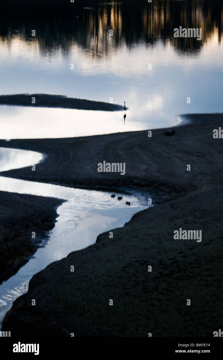 Dans l'eau en fin de soirée - affluent/crique du lac/réservoir sinueux avec réflexion des arbres en haut de la photo et des oiseaux d'eau Banque D'Images