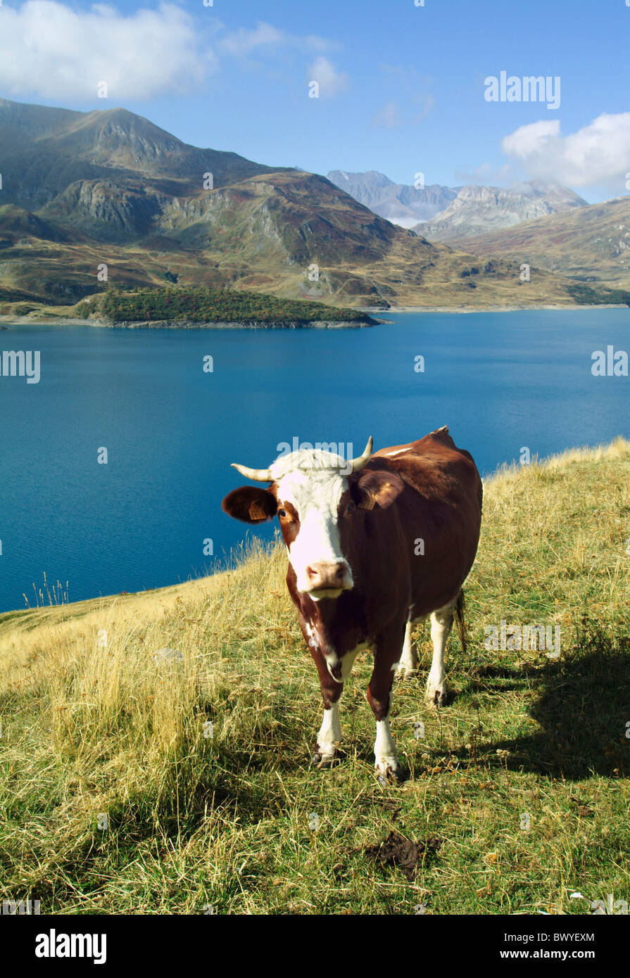 Animal Animaux Vache France Europe Lake Lac Montagne Paysage
