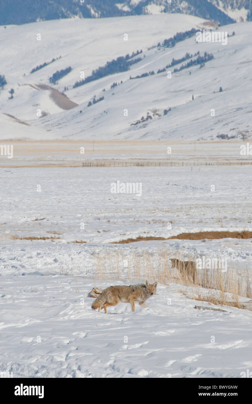 USA, Wyoming, Jackson Hole. National Elk Refuge en hiver. Paire de coyotes (Canis latrans) : sauvage. Banque D'Images