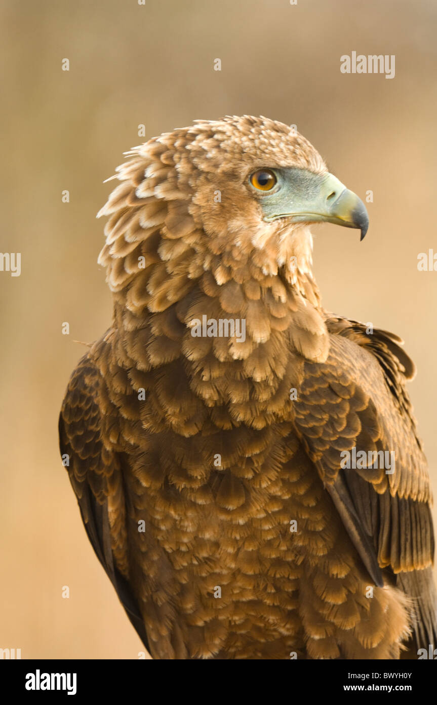 (Terathopius ecaudatus Bateleur ),le parc national Kruger, Afrique du Sud Banque D'Images
