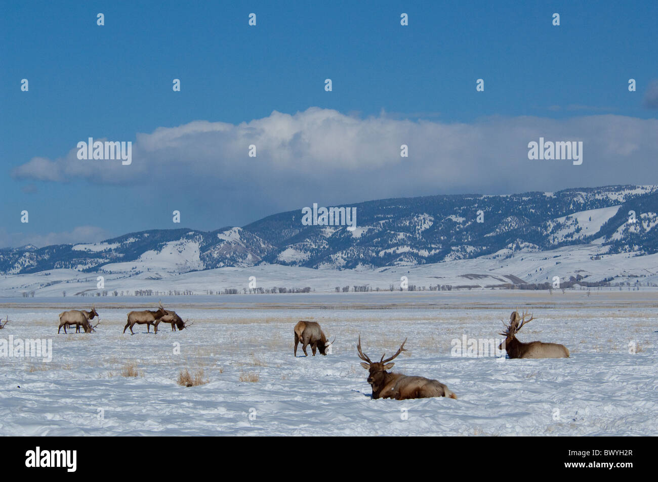 USA, Wyoming, Jackson Hole. National Elk Refuge en hiver. L'élan, (wild : Cervus elaphus) aka wapiti. Banque D'Images