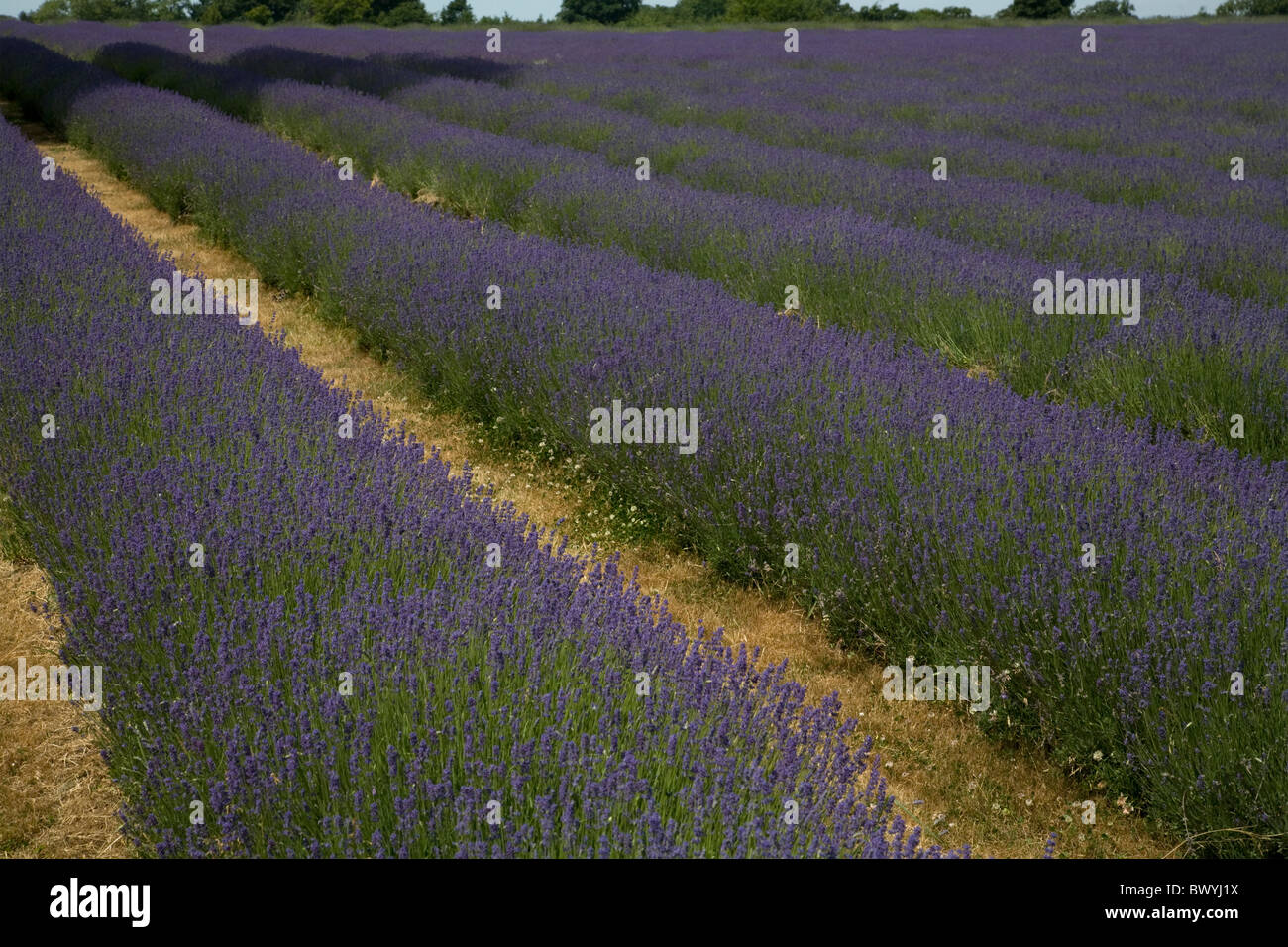 Mayfield Lavender Farm and Banstead Surrey England Banque D'Images