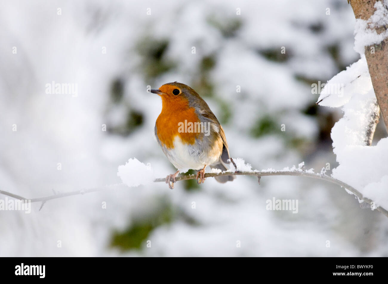 Robin dans la neige Banque D'Images